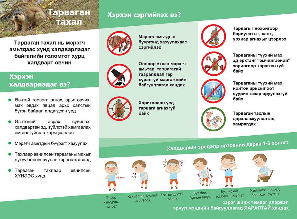 	ТАРВАГАН ТАХАЛ ӨВЧНӨӨС УРЬДЧИЛАН СЭРГИЙЛЬЕ‼️