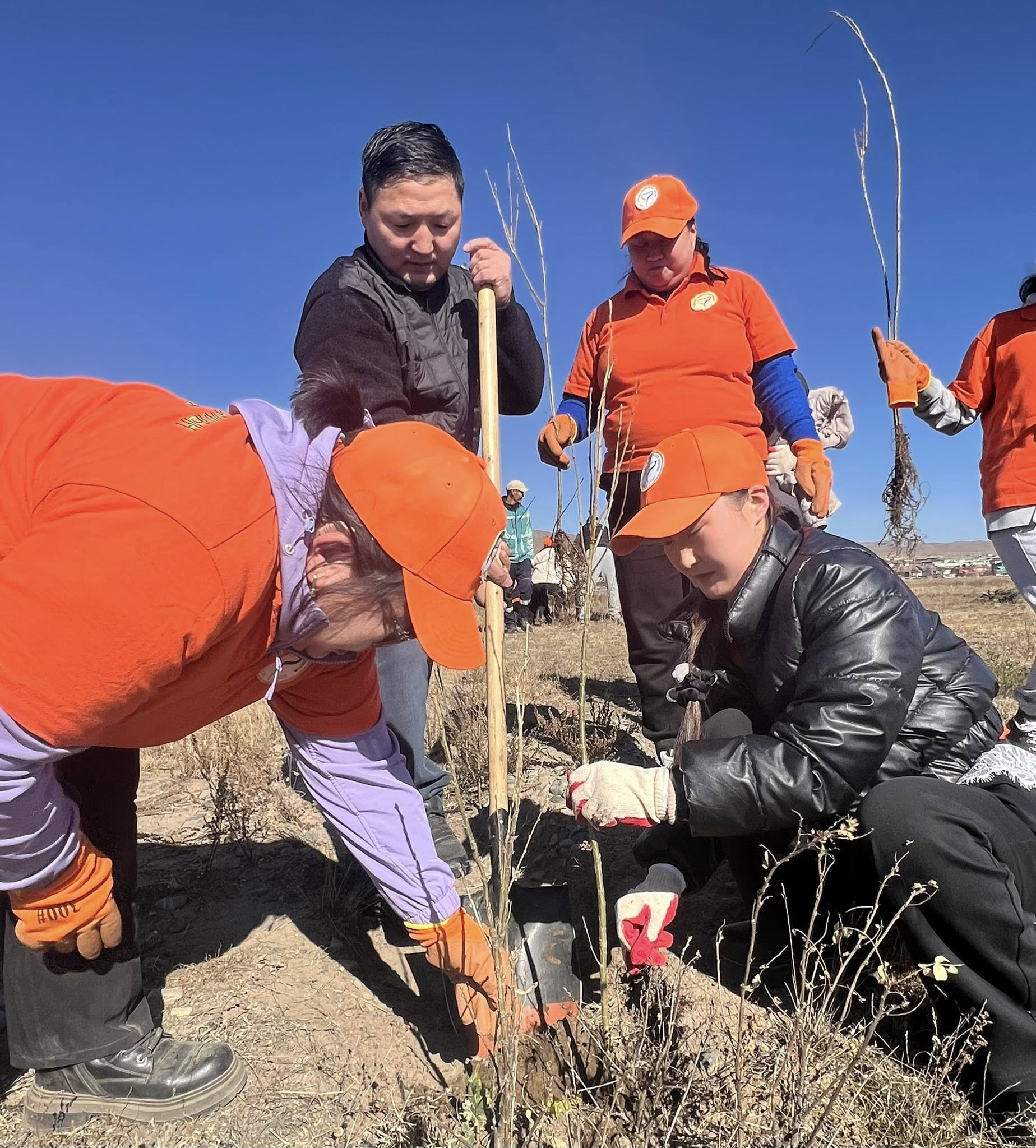 📌ТЭРБУМ МОД ҮНДЭСНИЙ ХӨДӨЛГӨӨНД НЭГДЭЖ МОД ТАРИЛАА.